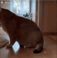 Hosico Twerking GIF - Hosico Twerking Cat GIFs