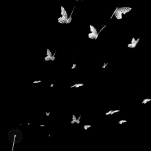 Flying Butterfly GIF - Flying Butterfly Black And White GIFs