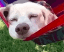 Calma, Jovem ,Cachorro, Rede, Relaxando GIF - Relax Calmdown Dog GIFs