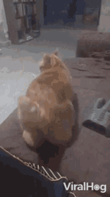 Cat Asking For Attention Viralhog GIF - Cat Asking For Attention Viralhog Cat Wants Attention GIFs