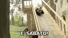 Panda Scivolo Scivolare Sabato Felice GIF - Panda Slide Slip GIFs