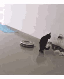 Vacuum Cat GIF - Vacuum Cat Smooth GIFs