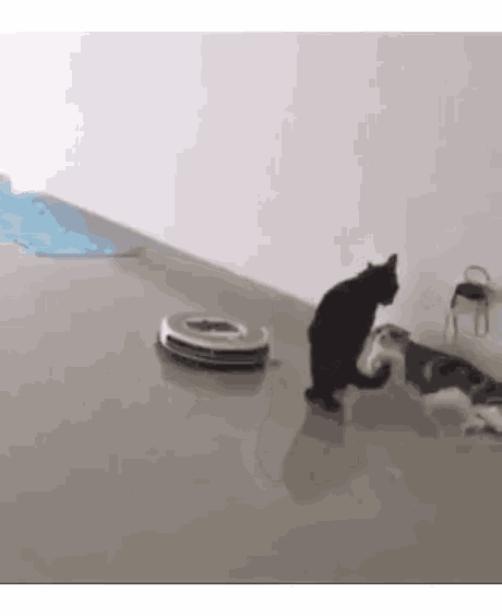 Vacuum Cat GIF Vacuum Cat Smooth Discover Share GIFs Vacuum Cat