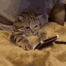 Kitty Pussy GIF - Kitty Pussy Bed Time GIFs