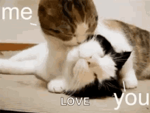 Love Cat GIF - Love Cat Lick GIFs