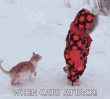 Cats Crazy GIF - Cats Crazy Attack GIFs