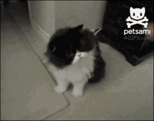 Fluffy Cat GIF - Fluffy Cat Play GIFs