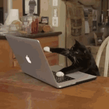Cat Work Laptop GIF - Cat Work Laptop Mac Book GIFs