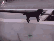 Köpek Suya Düşme GIF - Köpek Suya Düşme Adana Dürüm GIFs