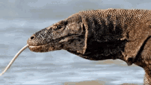 Biawak Komodo GIF - Biawak Komodo Monitor Lizard GIFs