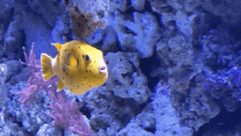 yellow yellowdogfacepufferfish puff pufferfish puffer
