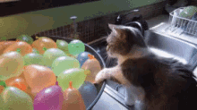 水風船 猫 GIF - Water Balloon Cat Pop GIFs