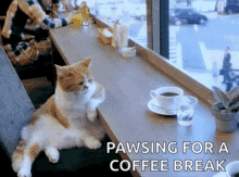 Coffee Shop GIF - Coffee Shop Cat GIFs