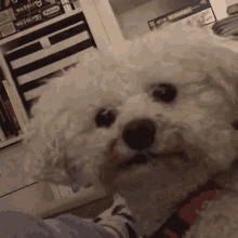 Flossy Dog GIF - Flossy Dog Stares GIFs