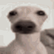 dog-stare-zoom.gif