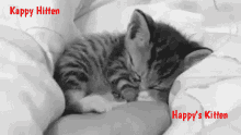 Kappy Happyskitten GIF - Kappy Happyskitten Kitten GIFs