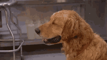 sweaty sweat dog sweaty sweat dog
