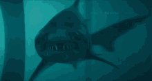 shar shark