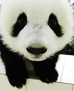 Panda Baby Gif Panda Discover Share Gifs