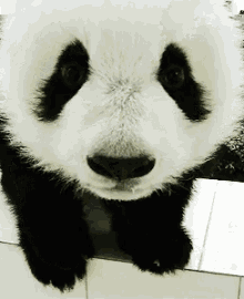 Panda Baby GIF - Panda GIFs