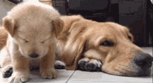 Puppy Sleepy GIF - Puppy Sleepy Sleep GIFs