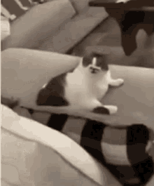Cat Angry Cat Disgusted GIF - Cat Angry Cat Disgusted Cat GIFs