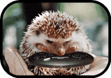 hedgehog animal