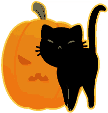 cat halloween kitty pet gato