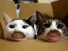 This Is So Weird GIF - People Teeth Cat Cats Teeth GIFs