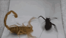 Alacran Matando Una Viuda Negra GIF - Alacran Escorpion GIFs