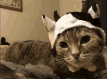 Funny Animals Cat GIF - Funny Animals Cat Costume GIFs