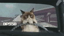 Driving A Car! - Grumpy Cat GIF - Grumpy Cat Tarder Sauce Tarder The Cat GIFs