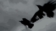 black birds flying crows