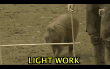 Animals With Captions Light Work GIF - Animals With Captions Light Work Capybara GIFs