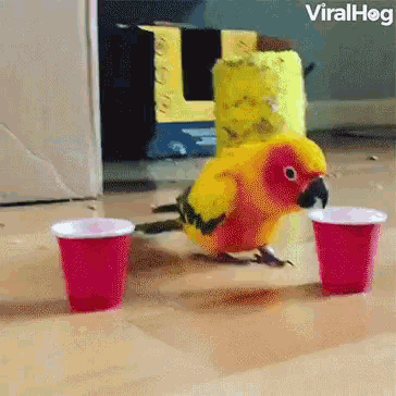 drunk-bird-drink.gif