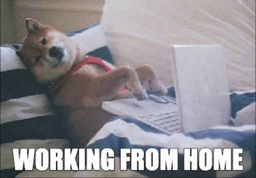 Dog Typing GIF - Dog Typing Laptop GIFs
