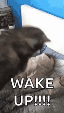 wake up dog doggy hooman get up