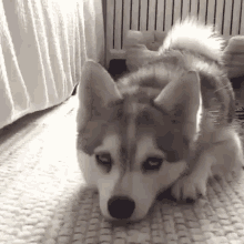 Dog Cute GIF - Dog Cute Furry GIFs