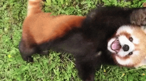 Redpanda Pandabear Gif Redpanda Red Panda Discover Share Gifs