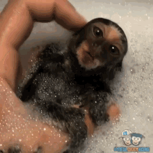 Kimber Monkey GIF - Kimber Monkey Monkey Shower GIFs