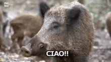 Cinghiale Scrofa Ciao GIF - Boar Hog Hello GIFs