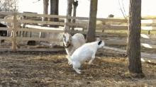 I Claim This Human In The Name Of Goat GIF - Goat Omg Shocked GIFs