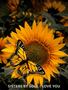 flower butterfly sunflower sister by soul i love you