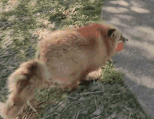 Fox Run GIF - Fox Run Saveafox GIFs