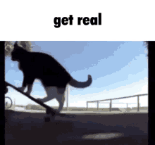 Get Real Cat GIF - Get Real Cat Skate GIFs