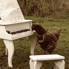 Funny Animals Chicken GIF - Funny Animals Chicken Play The Piano GIFs