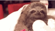 Sloth Baby GIF - Sloth Baby Flower GIFs