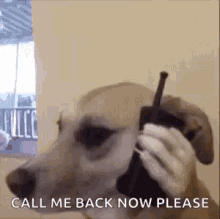 dog call phone call me back