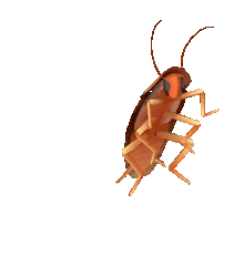 dancing-cockroach.gif