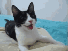 Smiling Cat GIF - Happy Cat Cute GIFs